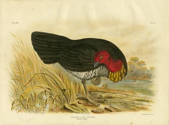 Buschhuhn, 1891